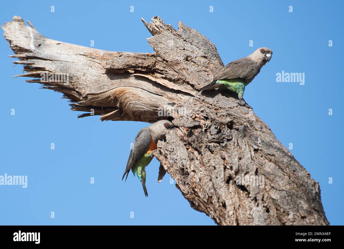 Perroquet africain à ventre orangé (Poicephalus rufiventris), couple étudiant le site potentiel de nidification dans un arbre mort Banque D'Images