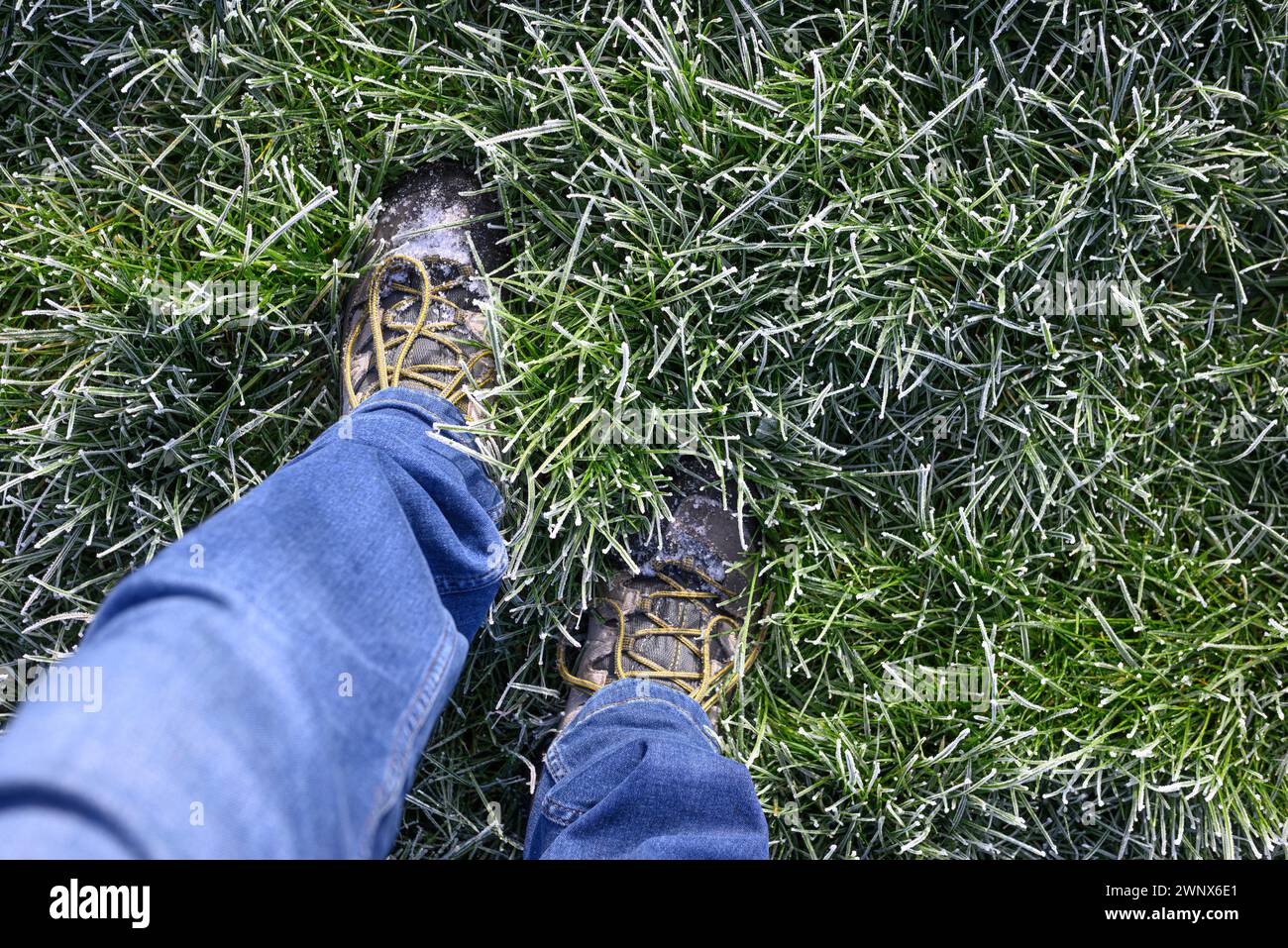 Bottes de marche dans l'herbe longue avec du gel, d'en haut, regardant vers le bas. Banque D'Images