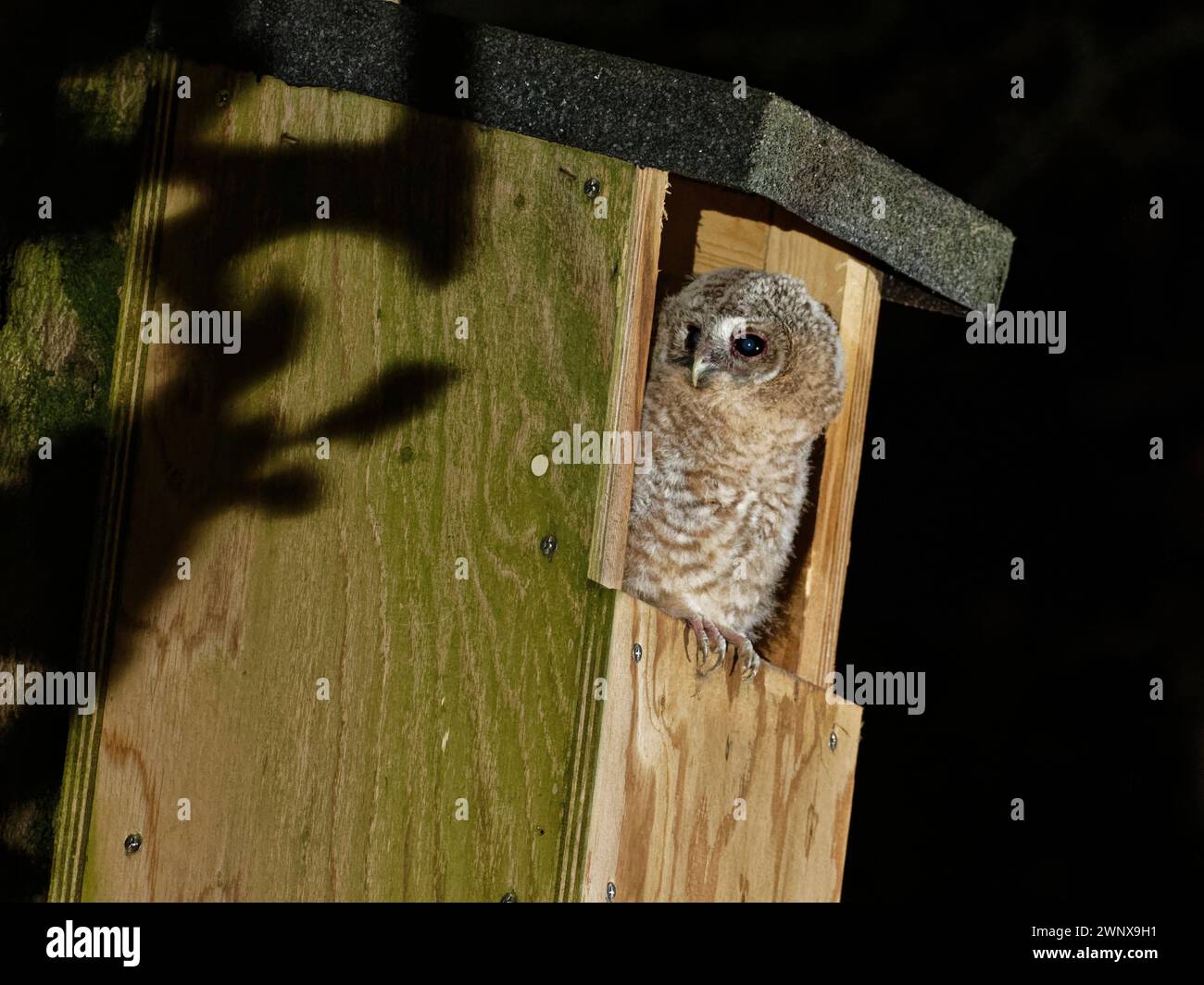 Chouette Tawny (Strix aluco) poussin perché dans l'entrée d'un nichoir et regardant autour comme il entend un parent approcher pour le nourrir, Wiltshire Garden, U. Banque D'Images