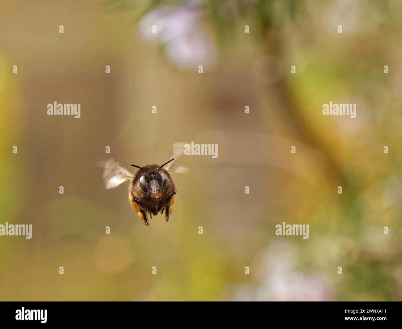 Femelle d'abeille à pattes velues (Anthophora plumipes) volant vers des fleurs de romarin (Rosmarinus officinalis), jardin du Wiltshire, Royaume-Uni, mai. Banque D'Images