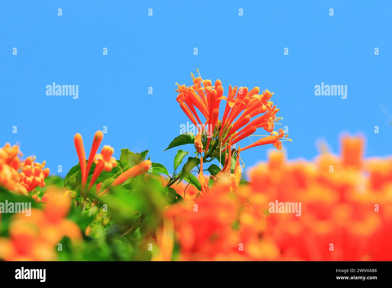 Flambant trompette ou feu-cracker Vine ou Orange-trompette fleurs de vigne fleurissant dans le jardin avec fond de ciel bleu Banque D'Images