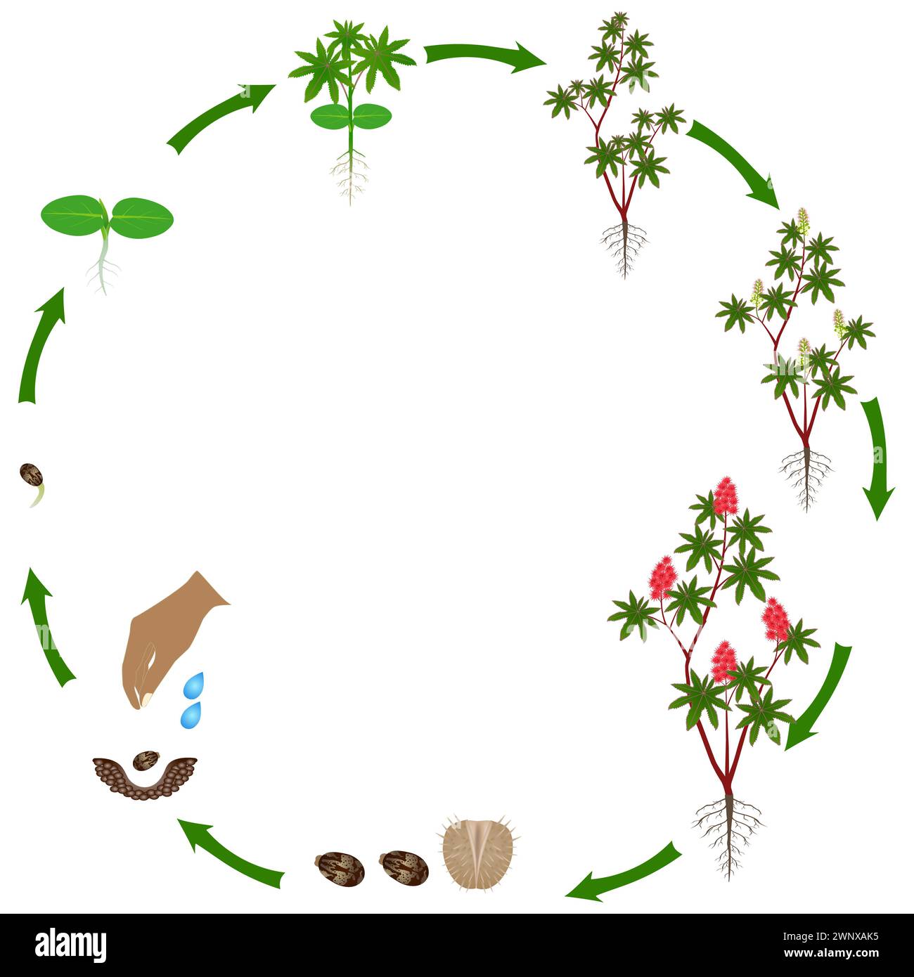 Cycle de vie de la plante de ricin rouge sur un fond blanc. Illustration de Vecteur
