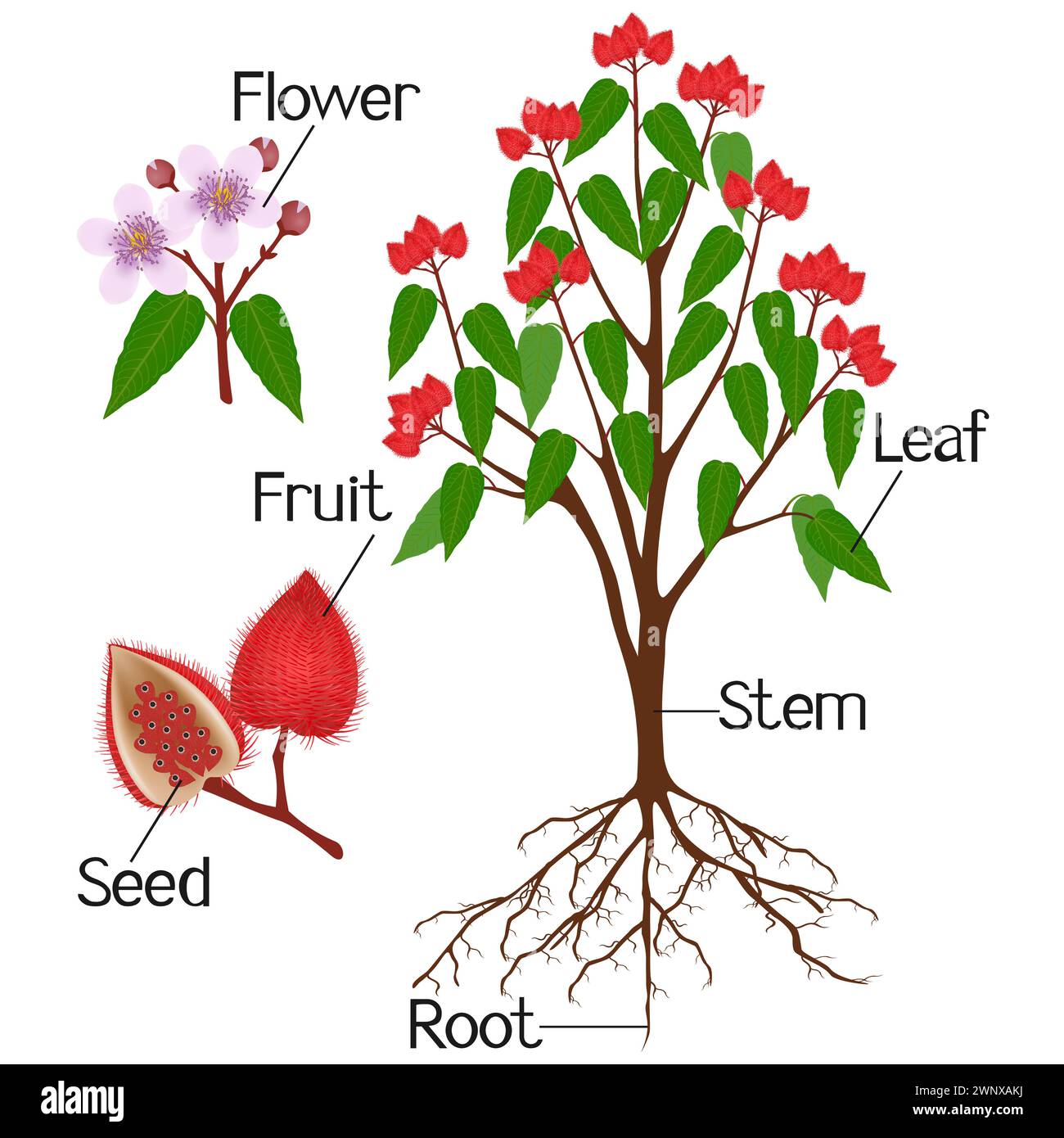 Parties de bixa orellana ou anatto isolées sur fond blanc. Illustration de Vecteur