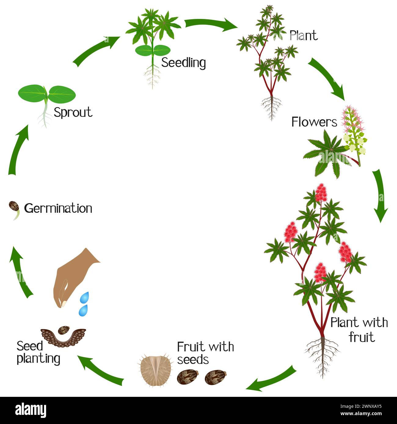 Un cycle de croissance de la plante de ricin rouge sur un fond blanc. Illustration de Vecteur