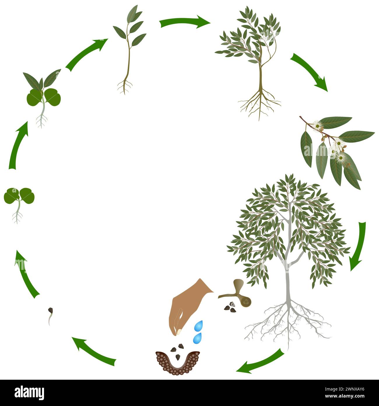 Cycle de vie de l'arbre d'eucalyptus sur un fond blanc. Illustration de Vecteur