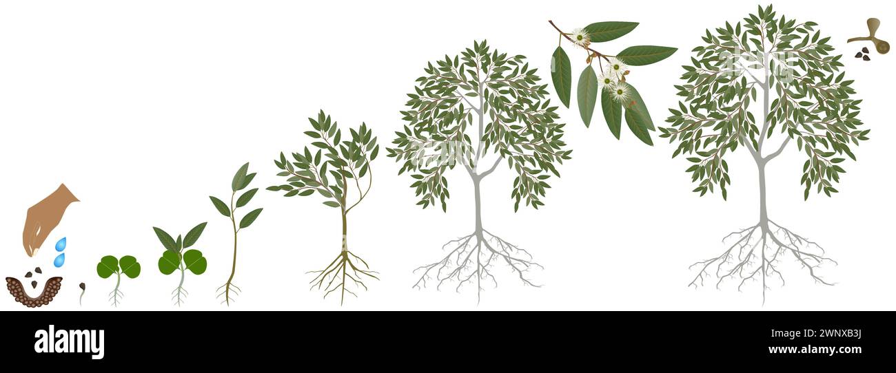 Cycle de croissance de l'arbre d'eucalyptus sur un fond blanc. Illustration de Vecteur