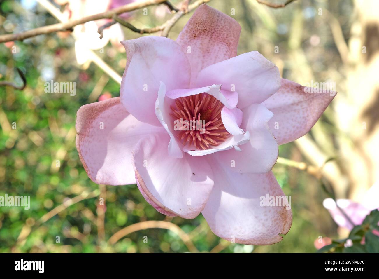 Magnolia campbellii rose, ou magnolia Campbell en fleur. Banque D'Images