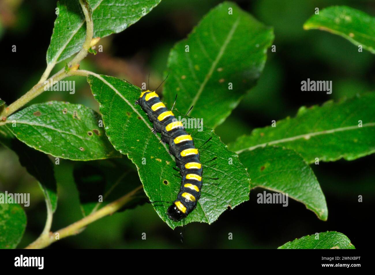 chenille Alder Moth, Acronicta alni, sur la feuille en juillet.larves entièrement cultivées ; ayant des rayures jaunes et noires et brillantes, noires, setae à pointe en club.Somer Banque D'Images