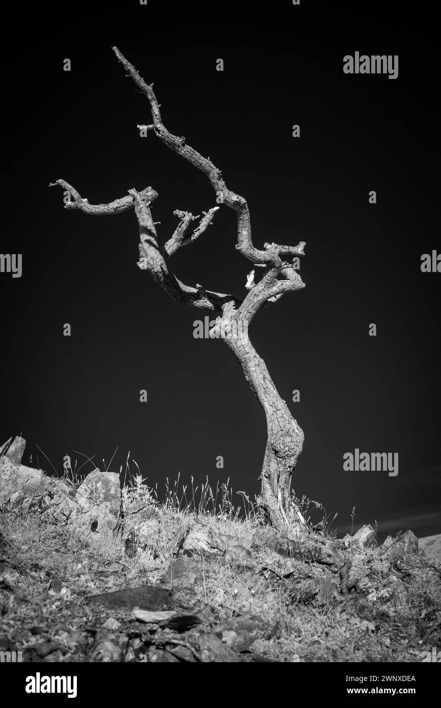 Arbre à épines mort Banque D'Images