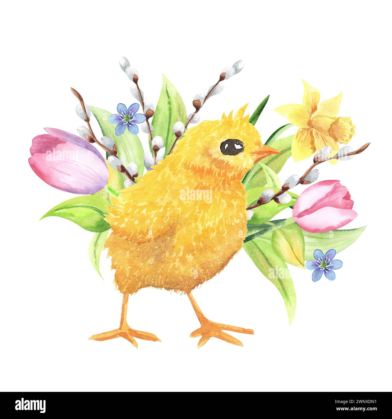 Illustration aquarelle de Pâques de poussin, fleurs, tulipes, narcisse, brindilles de saule. coloré, isolé, fond blanc. dessiné à la main Banque D'Images