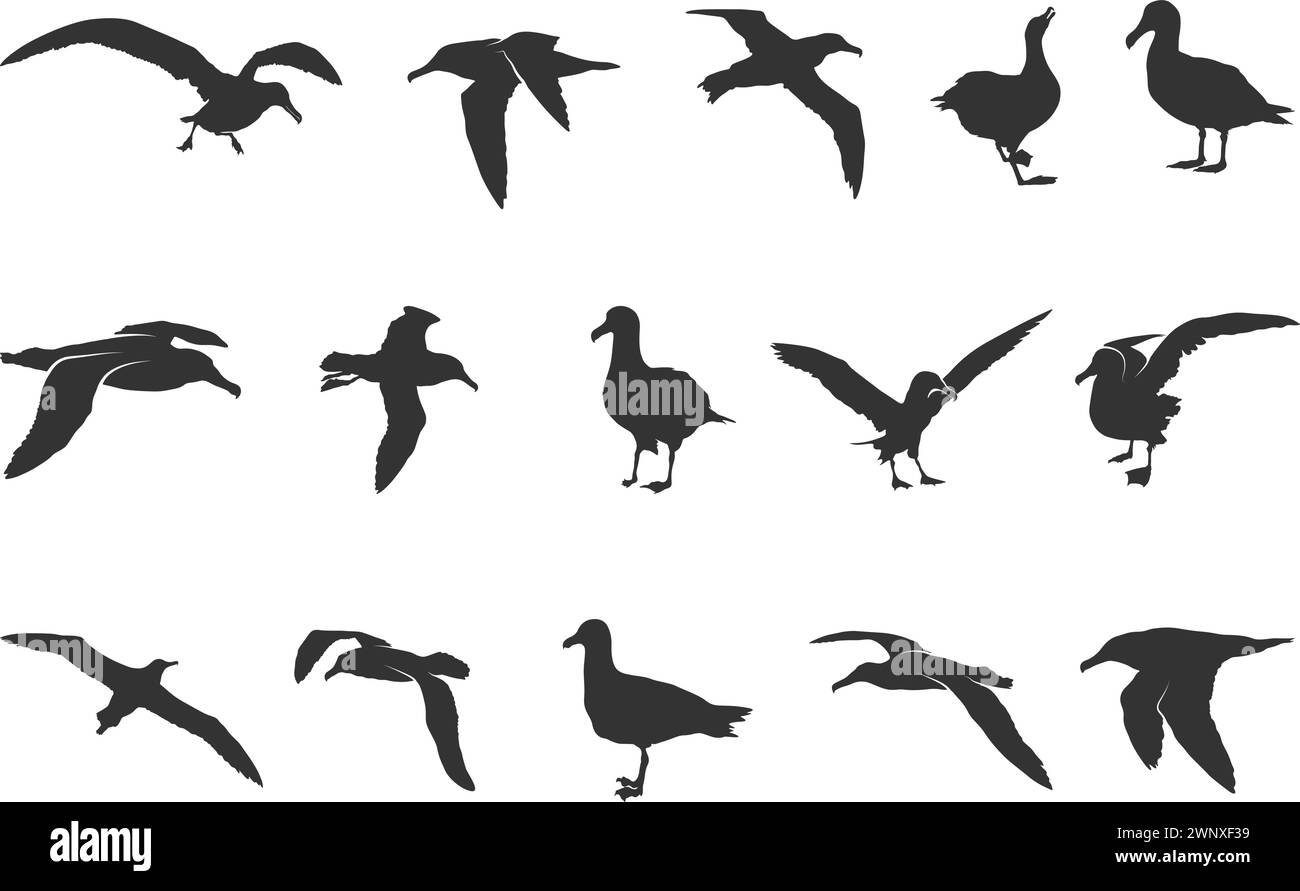Silhouette d'albatros volante, silhouettes d'albatros, silhouette d'oiseau d'albatros, illustration vectorielle d'oiseau d'albatros Illustration de Vecteur