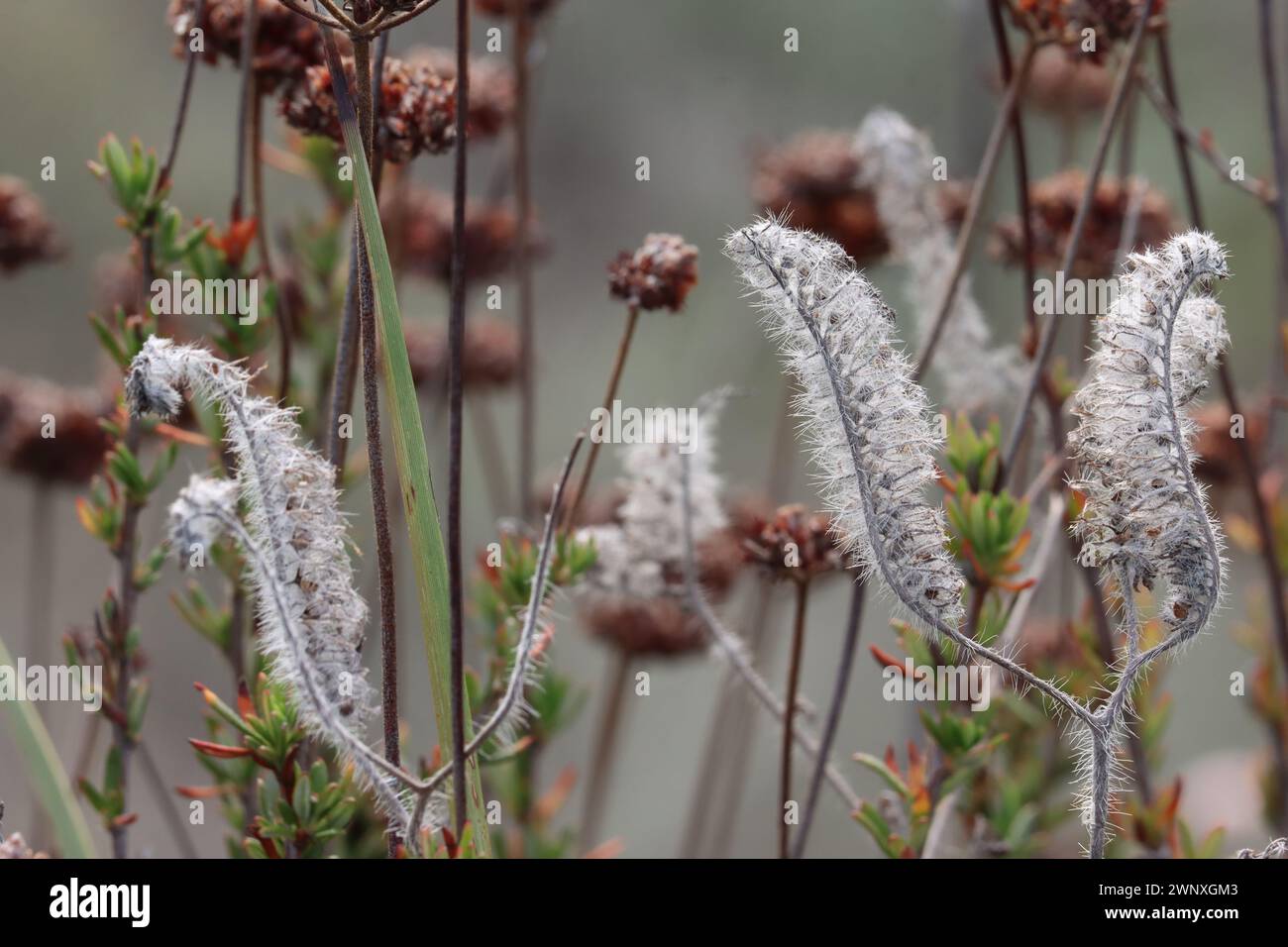 Phacelia Cicutaria variété hispida, une herbe annuelle indigène présentant des corps sénescents persistants pendant l'hiver dans les montagnes Santa Monica. Banque D'Images