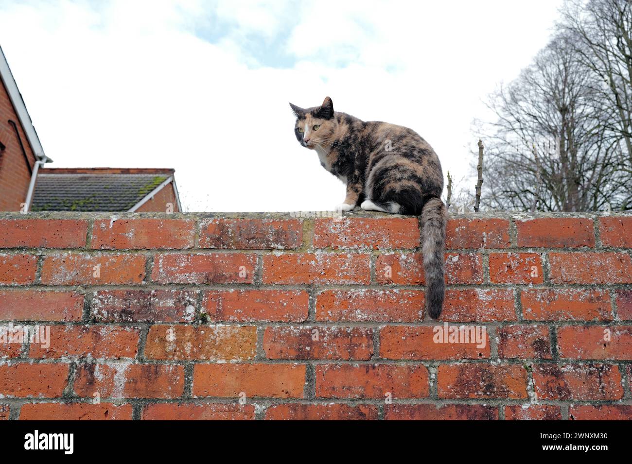 Couleur lumière du jour yeux verts Tabby Cat Kitten longues moustaches et queue touffue assis sur un mur de briques rouges, ciel bleu et nuages blancs, toit de la maison, arbres Banque D'Images