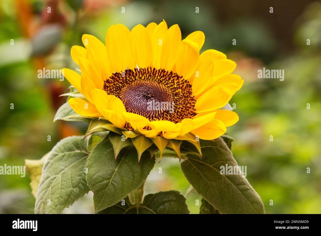 Fleur de soleil (Helianthus annuus) fleur, plante sur fond naturel Banque D'Images
