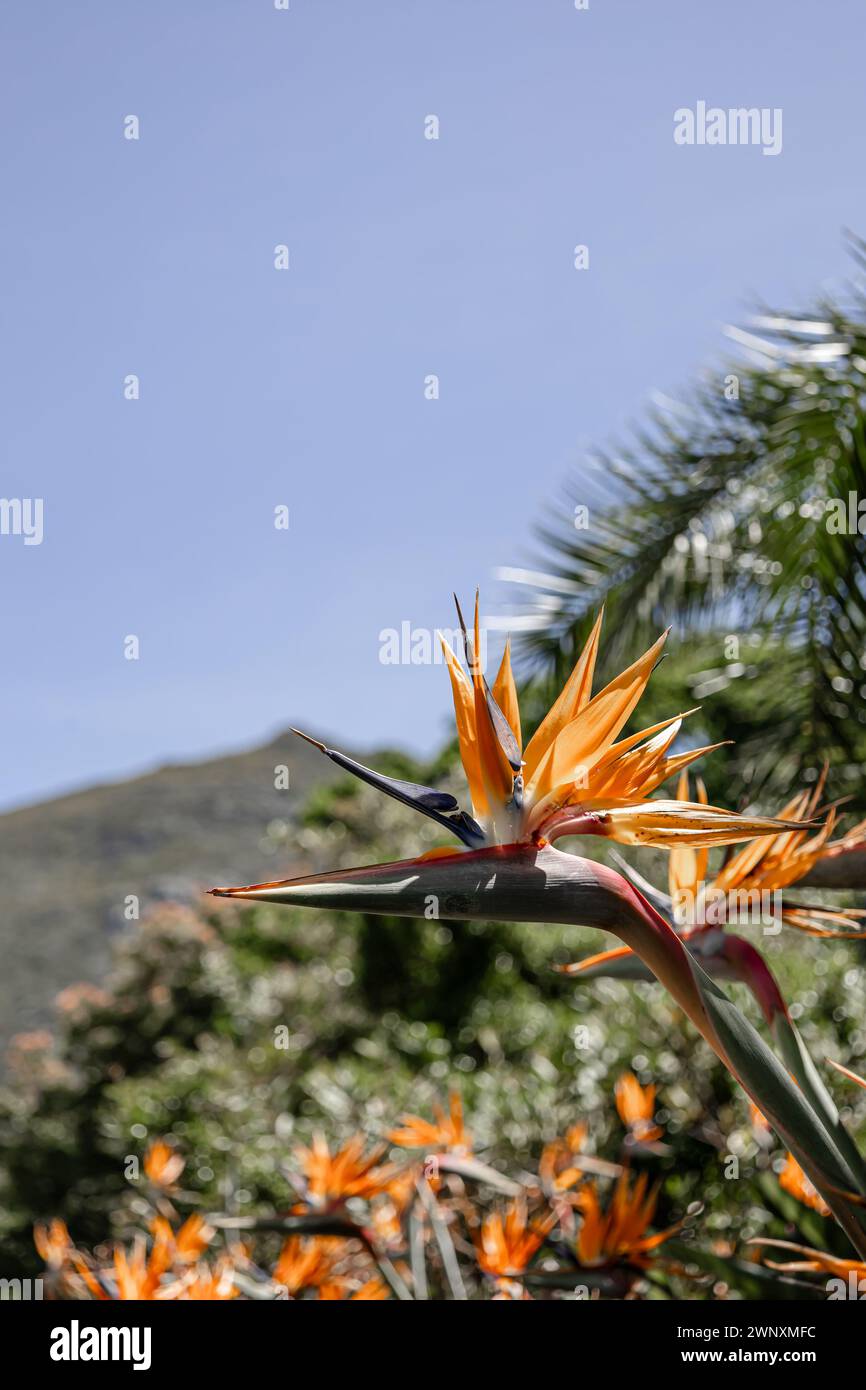 Fleurs africaines. Strelitzia reginae, oiseau du Paradis fleurit sur fond de colline et de ciel bleu. Flore d'Afrique du Sud. Création étonnante de natu Banque D'Images