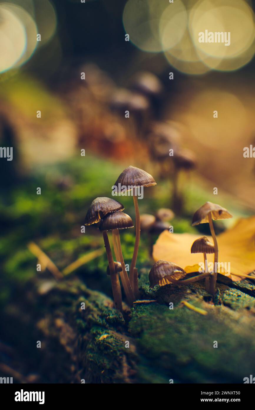 Petits champignons au soleil dans la forêt profonde. Photo de haute qualité Banque D'Images