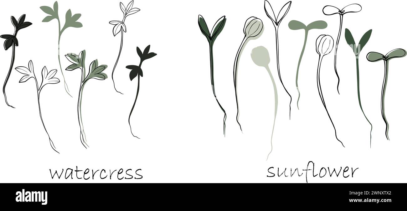 Pousses de cresson et de tournesol, illustration dessinée à la main par vecteur microgreens. Contour et plante verte. Set pour le menu de conception, logo, emballage de approprié Illustration de Vecteur