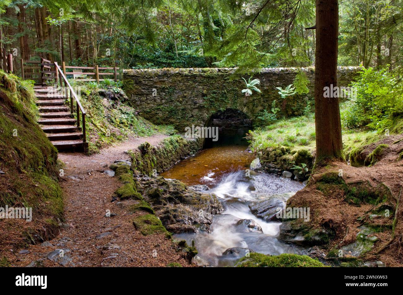 Les rondelles de magique à pied, Glen Benmore à Argyll Forest Park, près de Dunoon, sur la péninsule de Cowal, Ecosse Banque D'Images