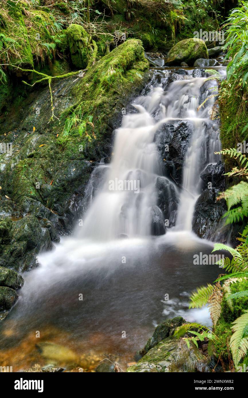 Les rondelles de magique à pied, Glen Benmore à Argyll Forest Park, près de Dunoon, sur la péninsule de Cowal, Ecosse Banque D'Images Les rondelles de magique à pied, Glen Benmore à Argyll Forest Park, près de Dunoon, sur la péninsule de Cowal, Ecosse Banque D'Images