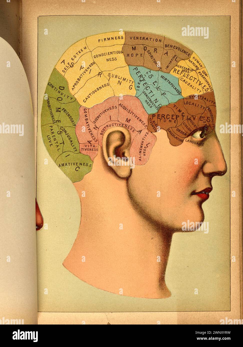 Diagramme en couleur anatomique tridimensionnel de la tête humaine composé de rabats en papier articulés, tiré de « The Book of Health (1898) ». Henry M. Lyman et Levi W. Yaggy. Ce diagramme apparaît en face de la page 870 du Livre de la santé Banque D'Images