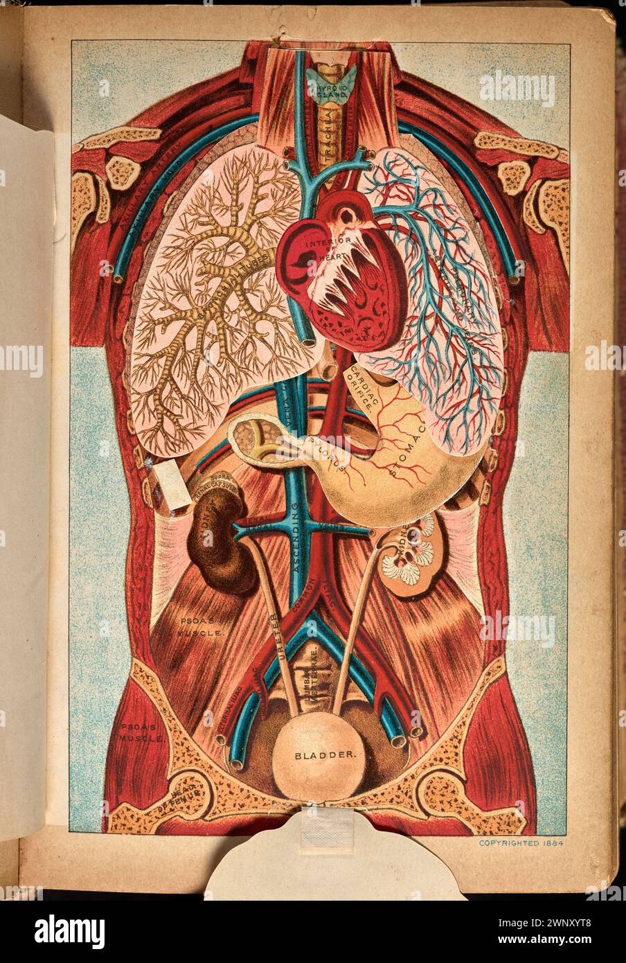 Diagramme anatomique tridimensionnel de la poitrine et de l'abdomen, tiré de 'The Book of Health (1898).' Henry M. Lyman et Levi W. Yaggy. Ce diagramme apparaît en face de la page 210 dans un chapitre sur les maladies du système digestif Banque D'Images