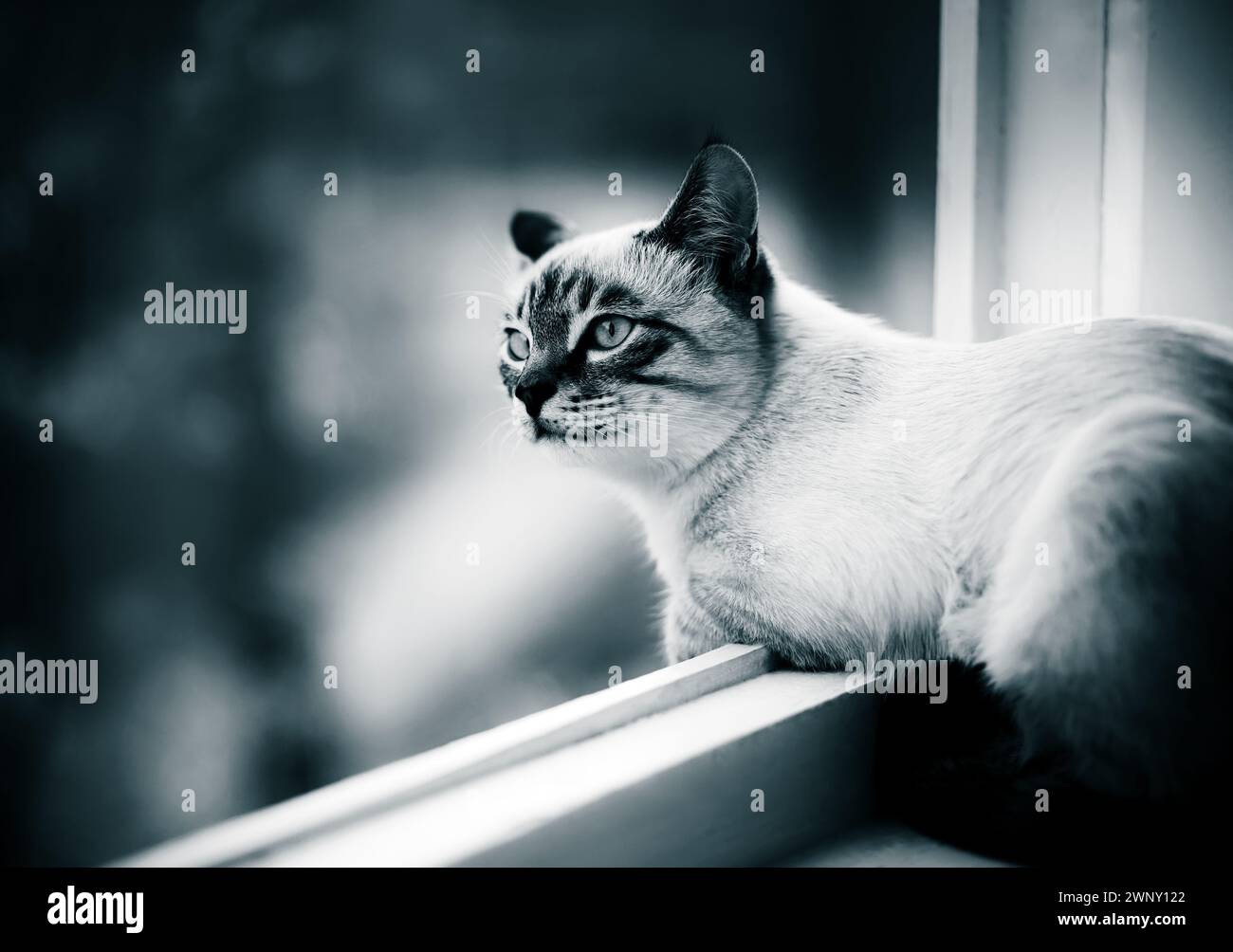 Un chat animal mignon est allongé sur le rebord de la fenêtre près de la fenêtre ouverte, regardant curieusement le monde extérieur. La photo est en noir et blanc. Banque D'Images