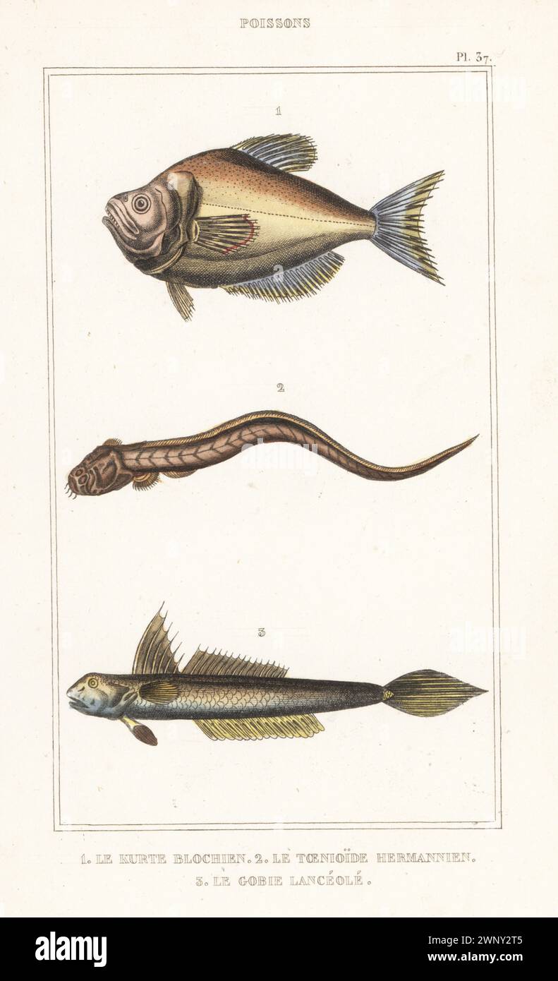 Tête de Humphead indien, Kurtus indicus 1, gobie d'anguille, Odontamblyopus rubicundus 2 et gobie à nageoires hautes, Gobionellus oceanicus 3. Le kurte blochien, le toenioide hermannien, Taenioides hermanni, le gobie lanceole, Gobius lanceolatus. Gravure en pointillés colorés à la main tirée des œuvres du comte de Lacépède, comprenant l’histoire naturelle des poissons, Paris, vers 1850. Les illustrations non créditées ont été copiées à partir d'originaux de Jacques de Seve, Marcus Bloch, Robert Benard, Jean-Gabriel Pretre, etc Banque D'Images