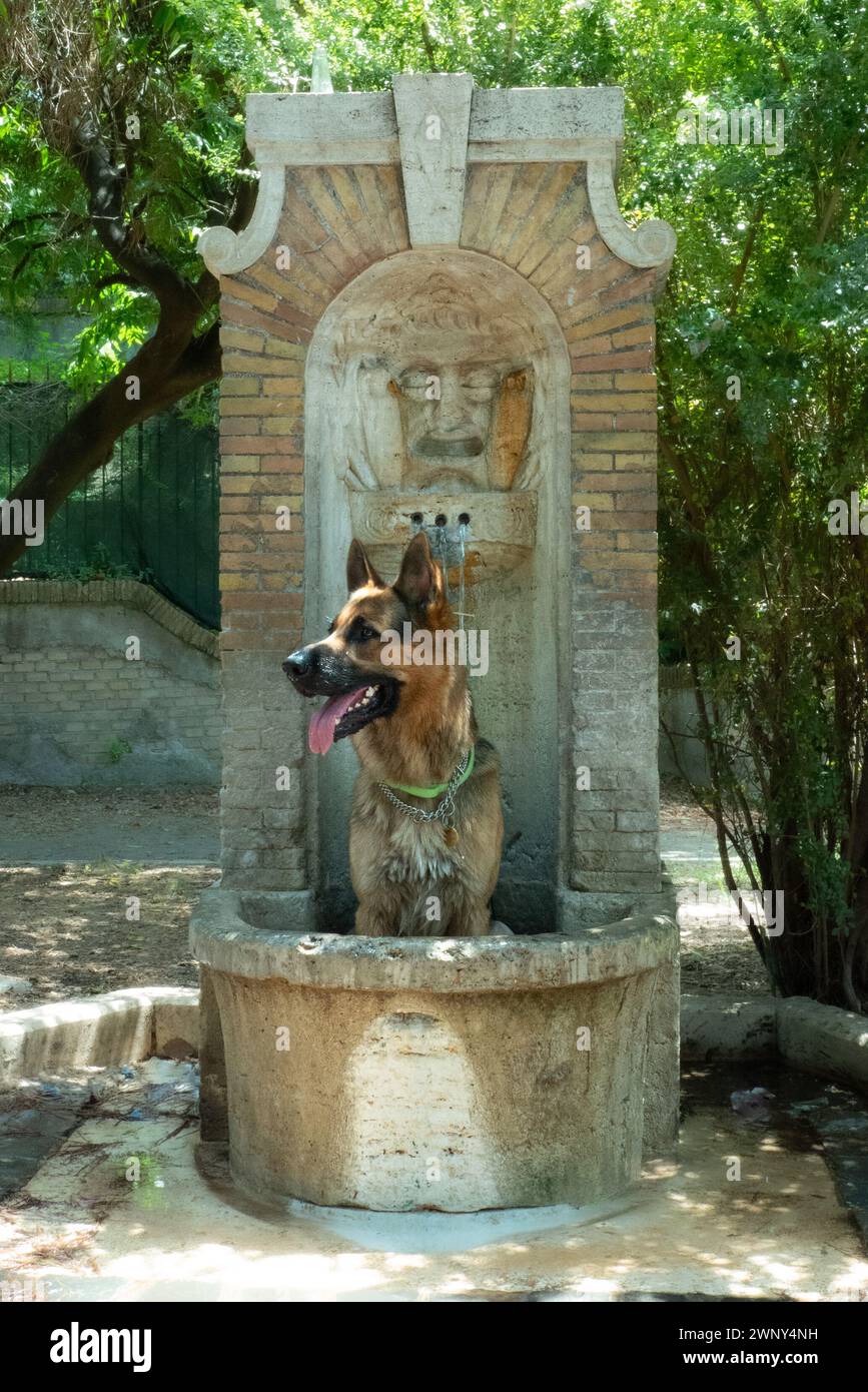 Journées chiens à Rome. Un berger allemand à la recherche de rafraîchissement dans une fontaine publique pendant la chaleur de 40 degrés centigrades de l'été 2023. Banque D'Images