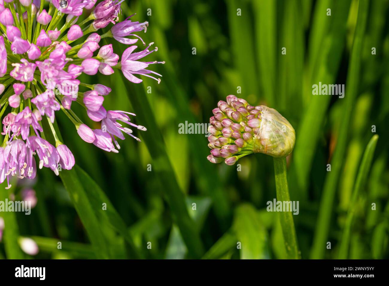 Hochement de la tête fleur d'oignon floraison. Jardin de fleurs sauvages, jardinage et concept d'habitat de pollinisateurs. Banque D'Images