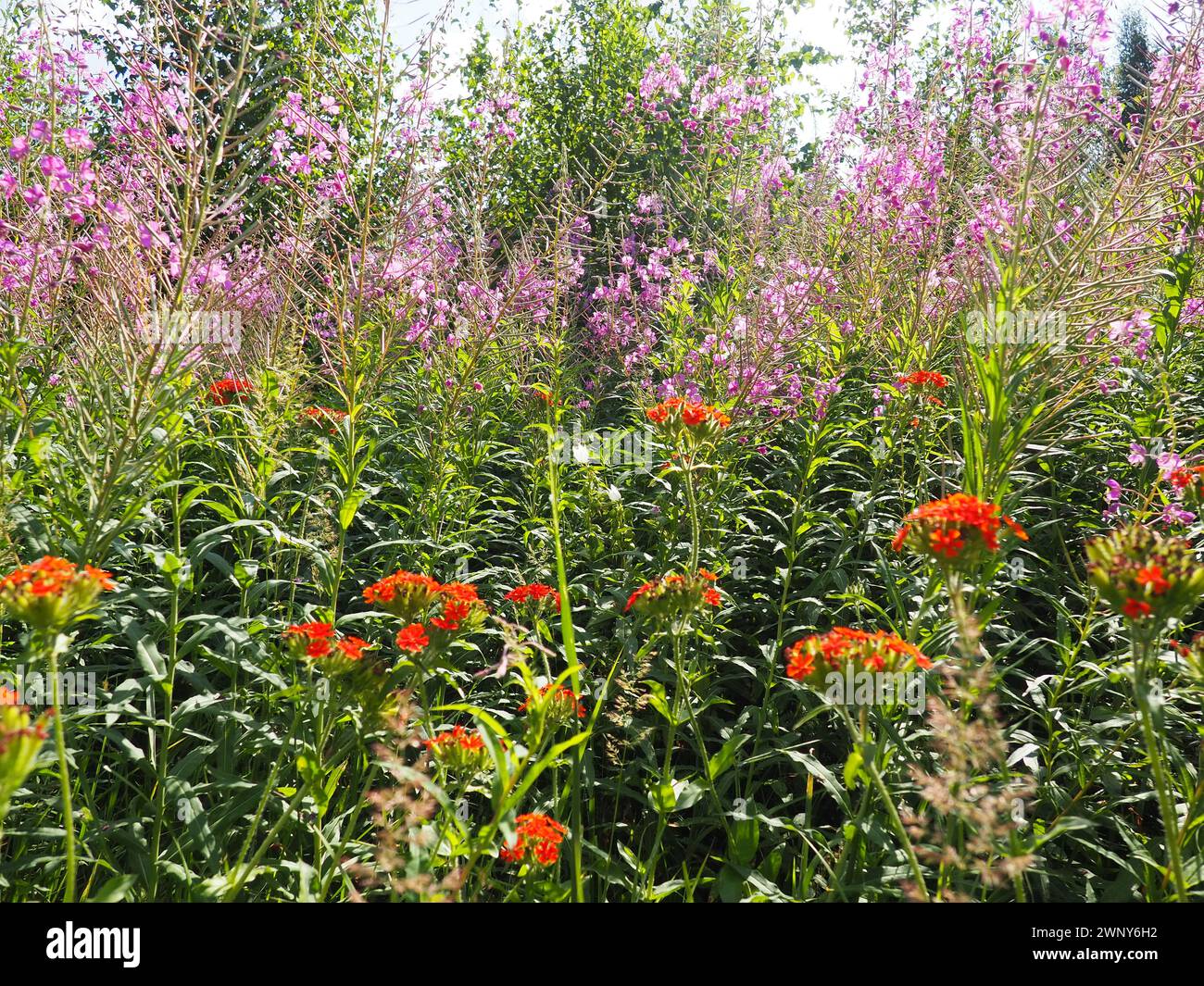 Zorka commune ou Lychnis chalcedonica est une espèce de plante à fleurs dicotylédone du genre Lychnis de la famille des Caryophyllaceae. Red Prairie Banque D'Images