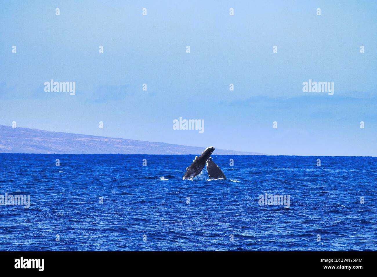 Mère baleine à bosse en train de faire le tour de la nageoire pectorale de son bébé avec la sienne. Banque D'Images