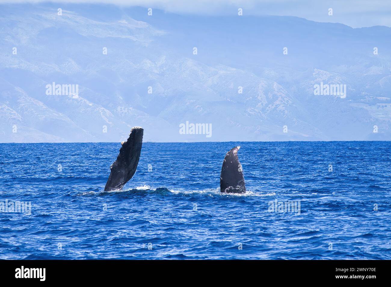 Bébé baleine à bosse avec une partie pectorale étendue et une partie de la queue au-dessus de l'eau. Banque D'Images