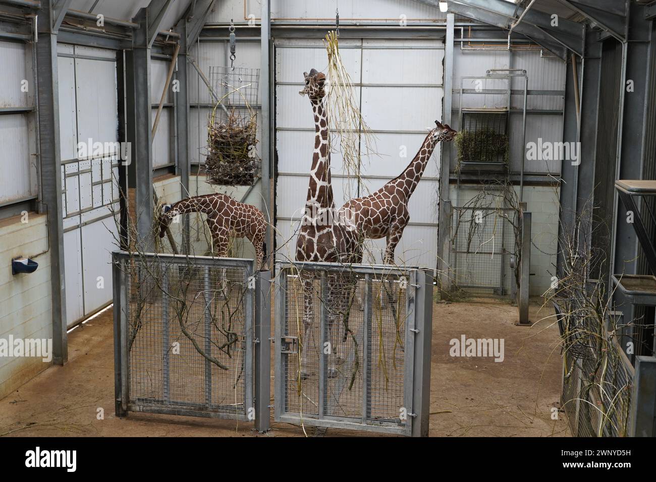 La girafe est un grand mammifère africain saboté appartenant au genre Giraffa. C'est l'animal terrestre vivant le plus grand Banque D'Images