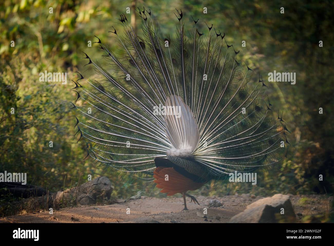 Wild Peacock en Inde Banque D'Images