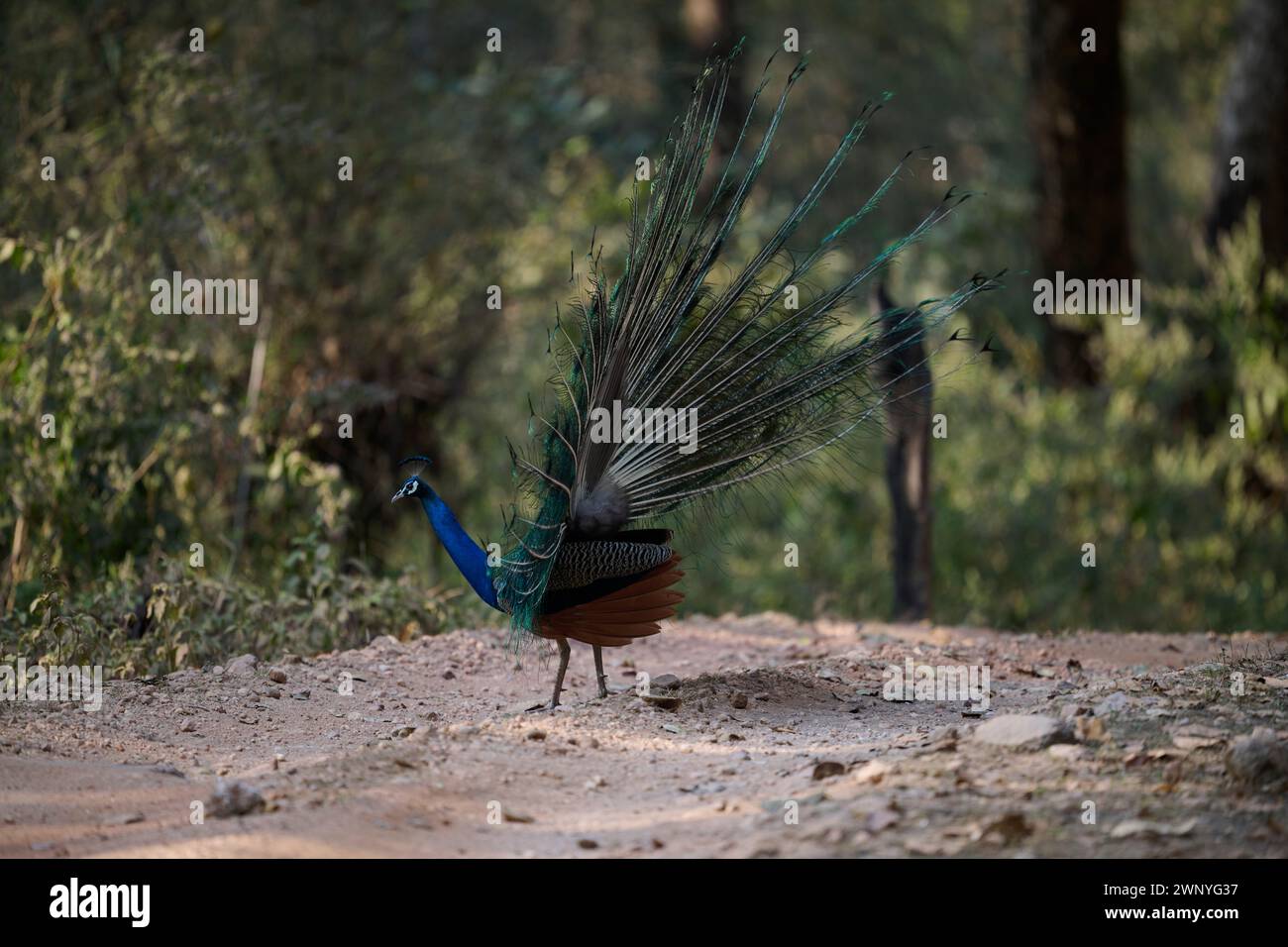 Wild Peacock en Inde Banque D'Images