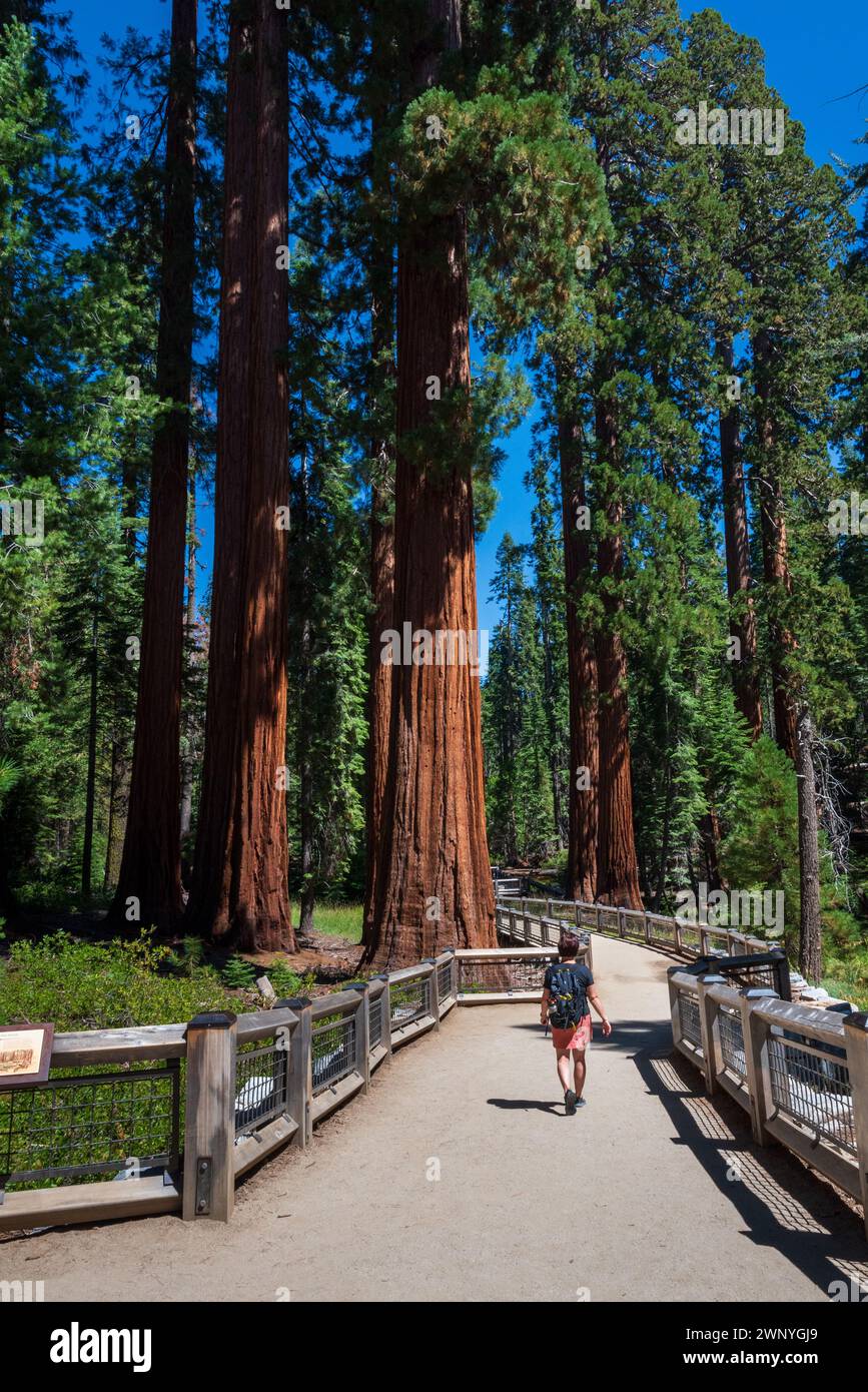 Femme faisant une randonnée sur un sentier à Mariposa Grove, parc national de Yosemite, Californie, États-Unis. Banque D'Images