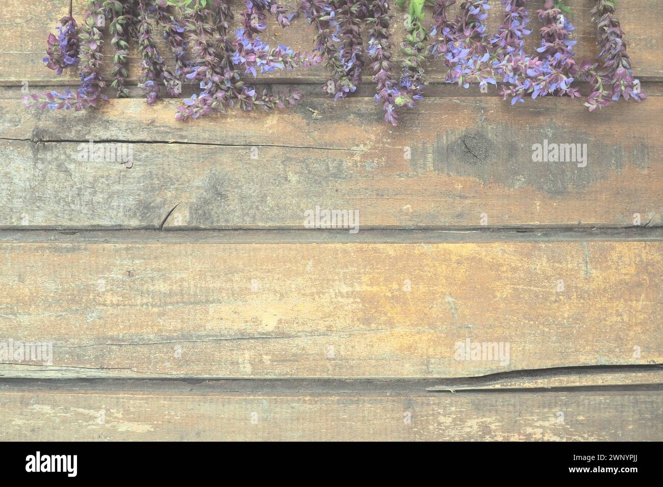 Fleurs de lavande et de sauge sur une table en bois gros plan. Planches horizontales de vieux bois foncé avec des fleurs violettes et bleues et des feuilles autour des bords Banque D'Images