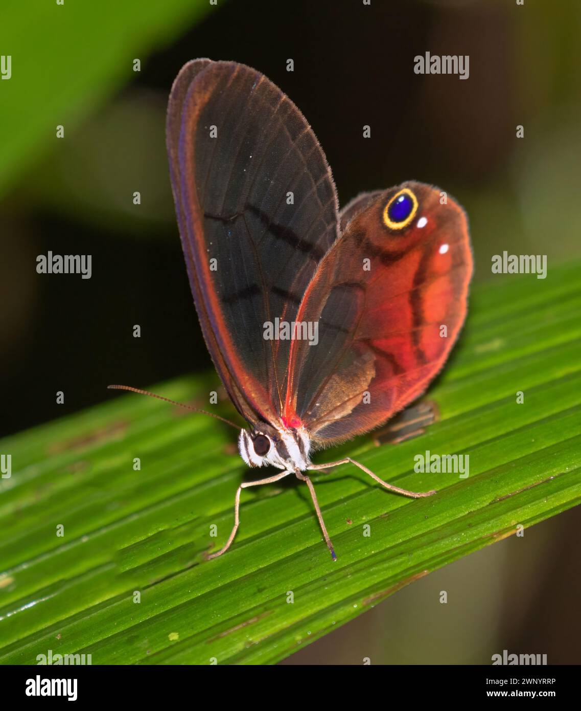 Papillon de verre (Cithaerias pireta pireta), mâle, à la station biologique de la Selva, Costa Rica Banque D'Images