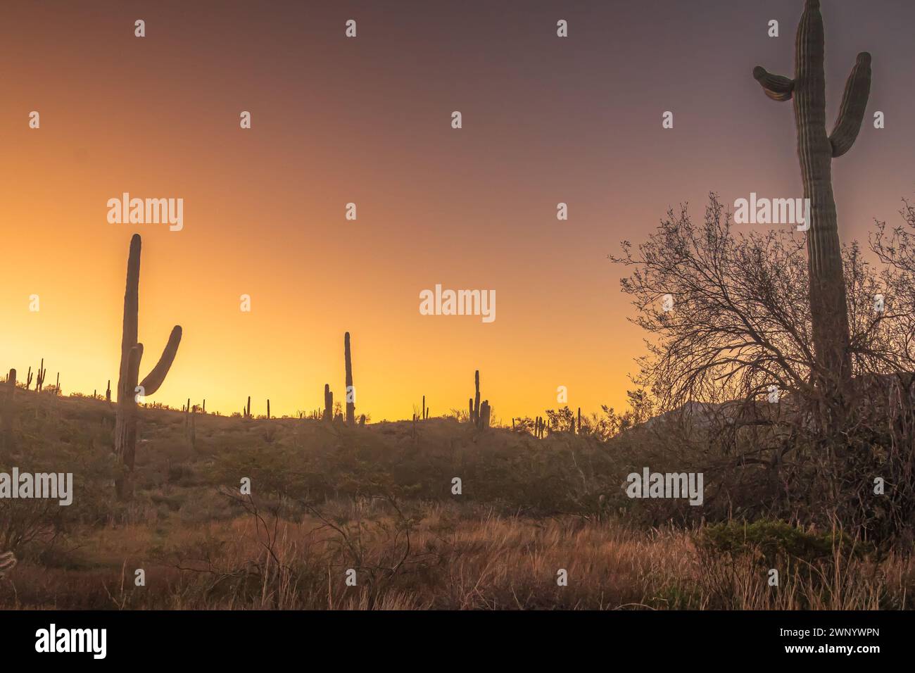 Le Soleil commence à se lever sur l'Arizona Banque D'Images