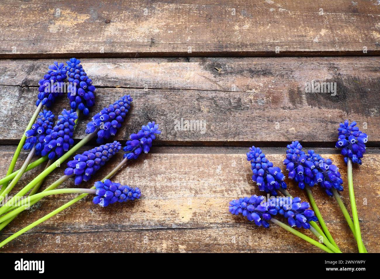 Fleurs de printemps bleues sur un fond en bois. Muscari armeniacum sur un fond en bois. Carte postale brillante, félicitations. Copier espace nature morte à plat Banque D'Images