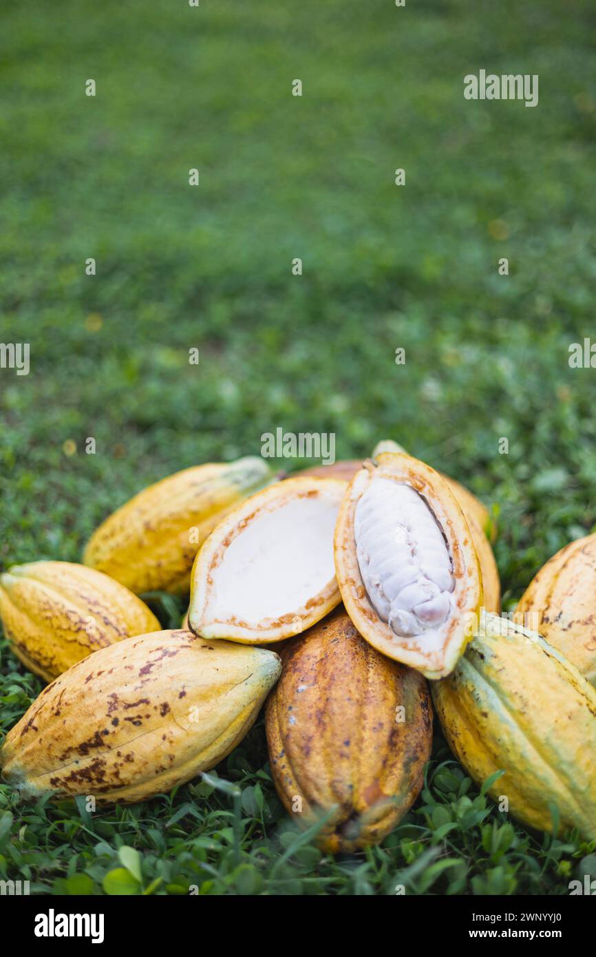 Pile de gousses de fruits de cacao reposent sur le fond d'herbe le jour ensoleillé. Gousse de cacao fraîche coupée exposant les graines de cacao. Banque D'Images