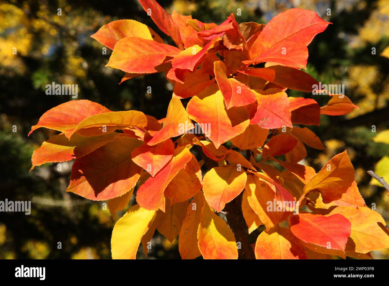 Feuilles d'automne rouges et jaunes dans les montagnes de Beartooth, Montana Banque D'Images