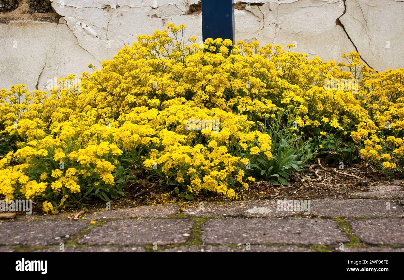 Fleurs jaunes poussant sur un trottoir à côté d'une maison blanche à Potzbach, en Allemagne, un après-midi de printemps. Banque D'Images