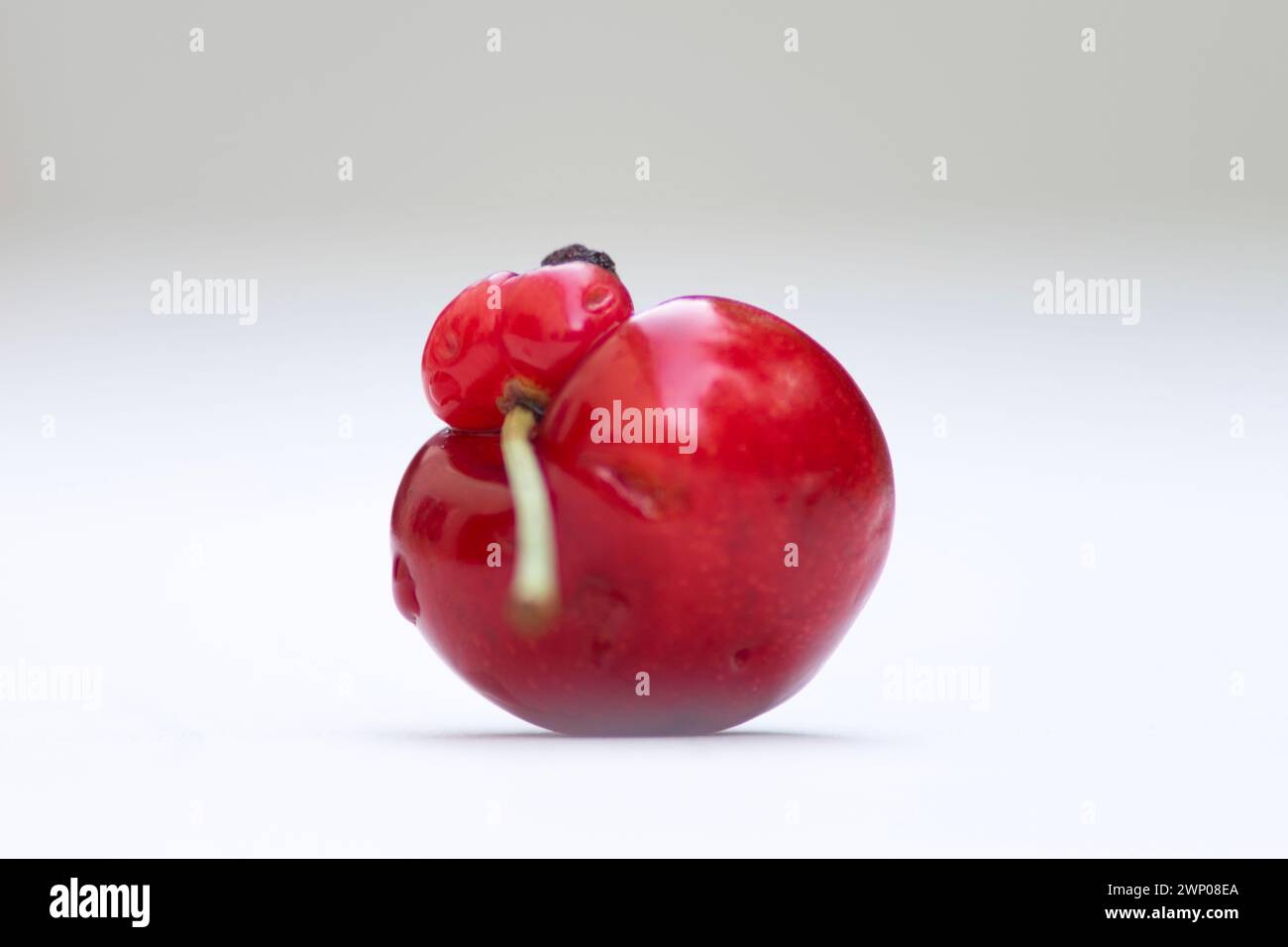 Anomalies conjointes de cerises jumelles sur le processus de croissance des fruits naturels. Banque D'Images