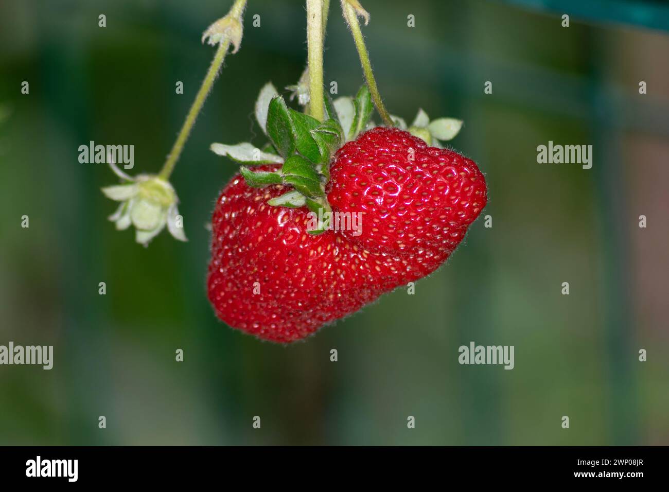 Fruits rouges fraises jumelés, fruits disphorm. Fruits conjointes trouvés sur les jardins. Banque D'Images
