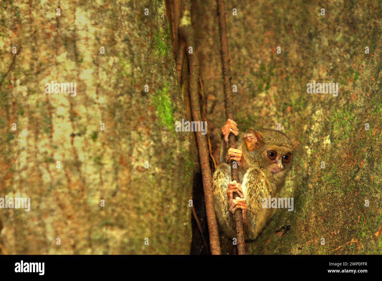 Portrait d'un tarsier spectral (Tarsius spectrumgurskyae) dans la réserve naturelle de Tangkoko, Sulawesi du Nord, Indonésie. À côté de celui-ci, le long bras nord de l'île Sulawesi a deux autres espèces de tarsier : Tarsius supriatnai (à Gorontalo) et Tarsius wallacei (à Tinombo), selon une équipe de primatologues dirigée par Zuliyanto Zakaria dans leur article publié dans un numéro de juin 2023 de l'International Journal of Primatology. Banque D'Images