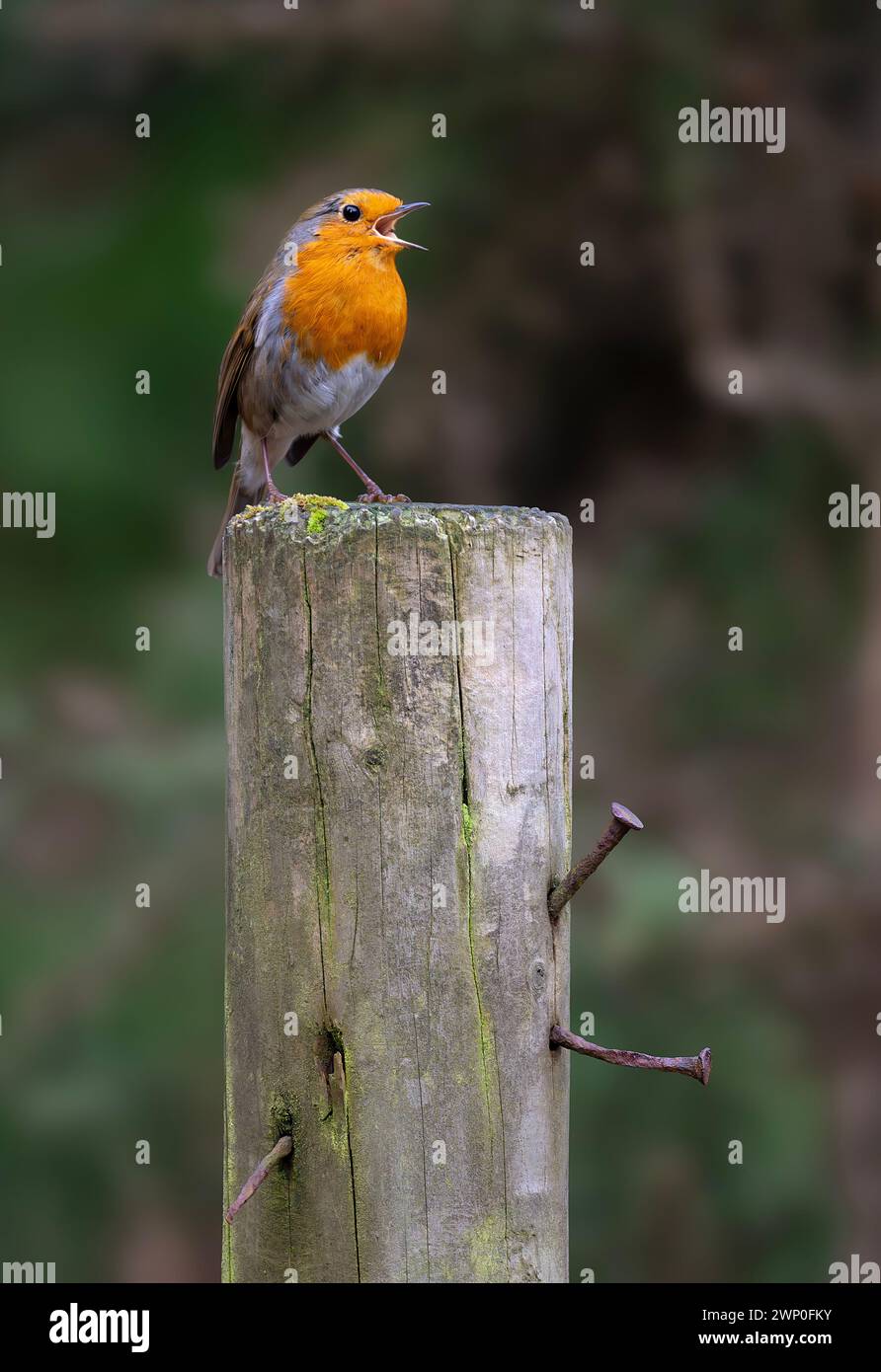 robin européen Erithacus rubecula chantant depuis un poteau en bois à Mayday Farm, Brandon, Suffolk. ROYAUME-UNI Banque D'Images