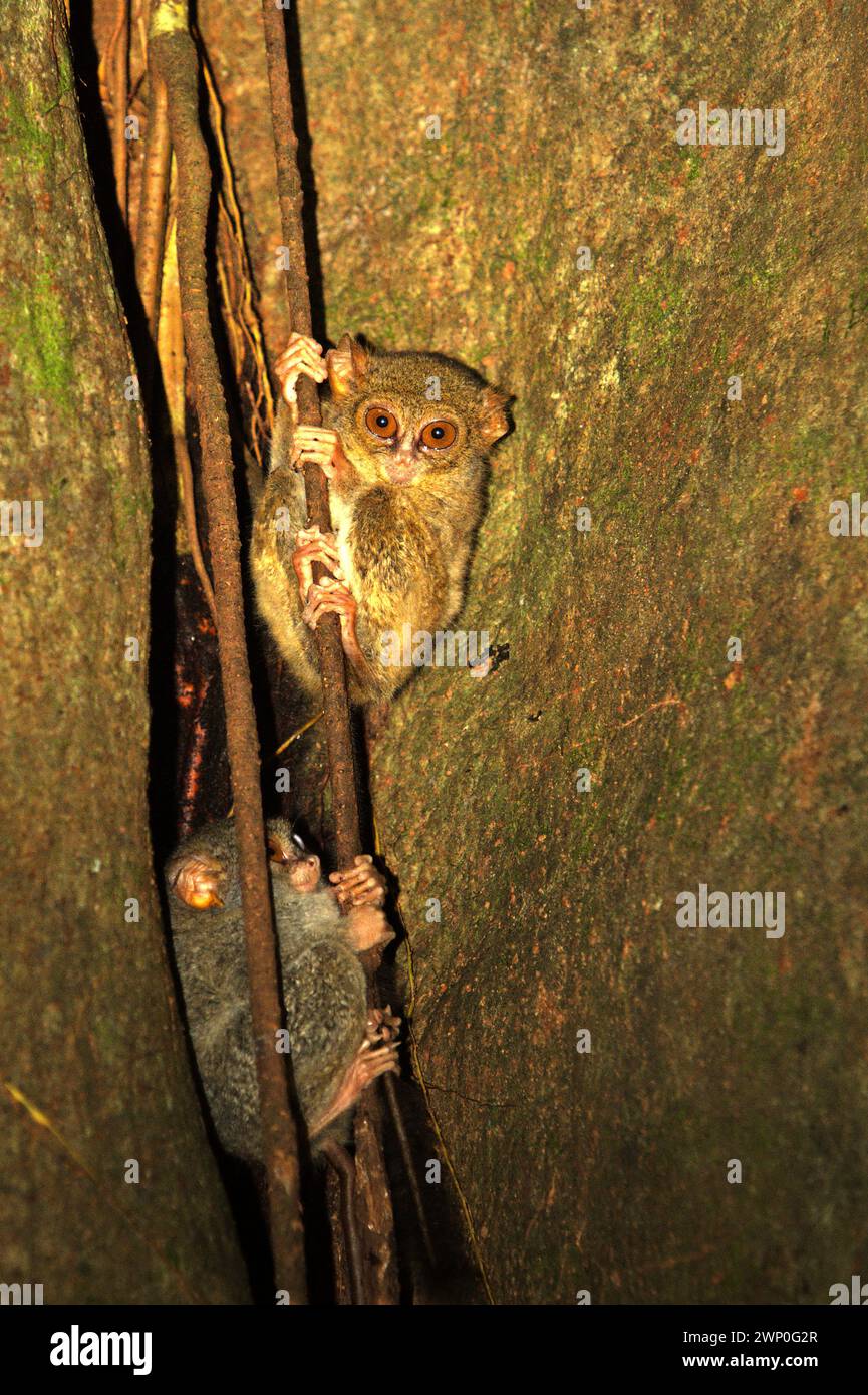 Deux individus de tarsier spectral (Tarsius spectrumgurskyae) dans la réserve naturelle de Tangkoko, Sulawesi du Nord, Indonésie. À côté de celui-ci, le long bras nord de l'île Sulawesi a deux autres espèces de tarsier : Tarsius supriatnai (à Gorontalo) et Tarsius wallacei (à Tinombo), selon une équipe de primatologues dirigée par Zuliyanto Zakaria dans leur article publié dans un numéro de juin 2023 de l'International Journal of Primatology. Banque D'Images
