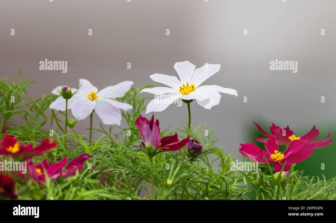 Des fleurs blanches et rouges poussent dans un jardin. Cosmos est un genre, avec le même nom commun de cosmos, composé de plantes à fleurs de la famille des tournesols Banque D'Images