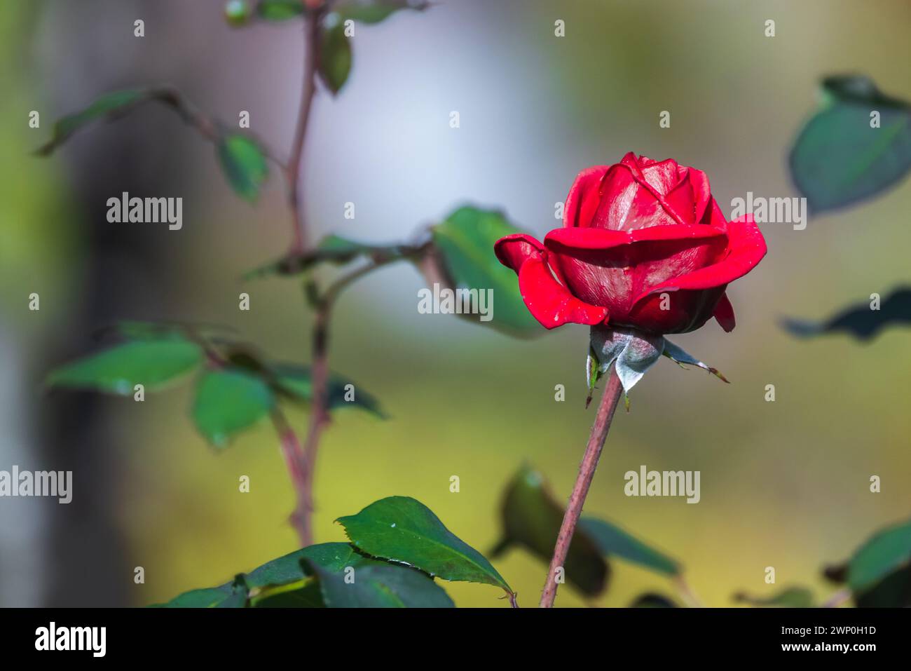 La fleur de rose écarlate pousse dans le jardin d'été, photo en gros plan avec une mise au point sélective douce Banque D'Images La fleur de rose écarlate pousse dans le jardin d'été, photo en gros plan avec une mise au point sélective douce Banque D'Images